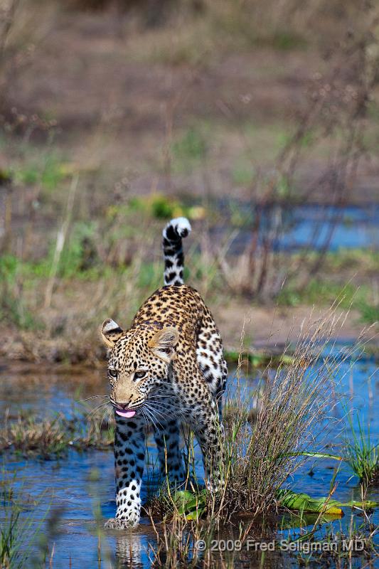 20090613_121324 D300 (3) X1.jpg - Leopard in Okavanga Delta, Botswana